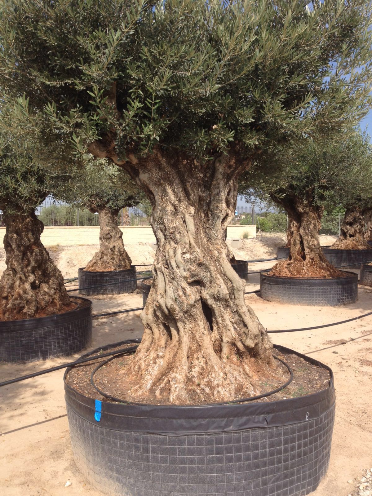 OLIVO SECOLARE SELEZIONE E VENDITA